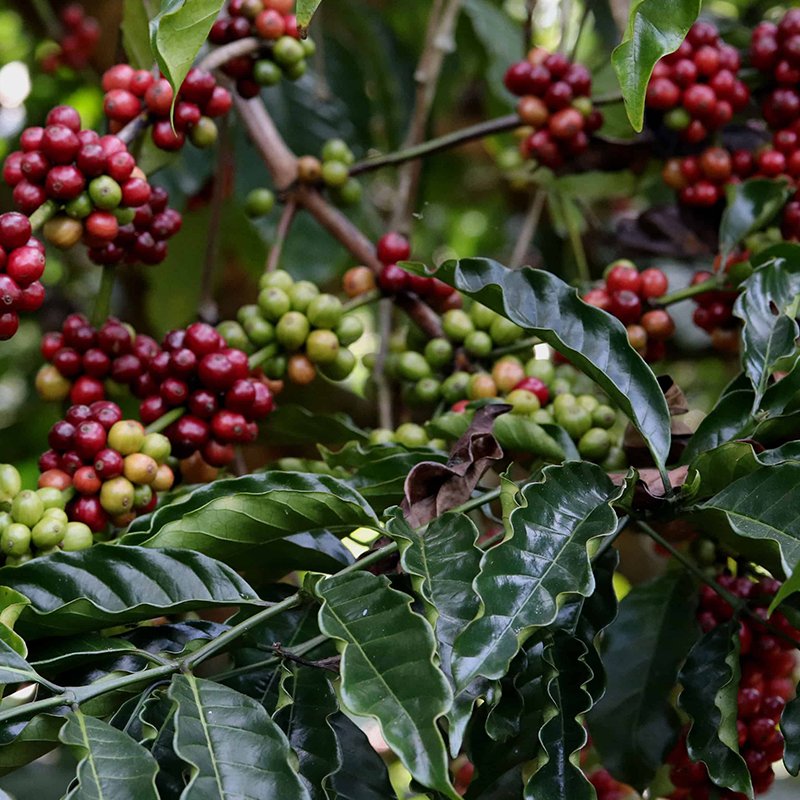 coffee-plantations