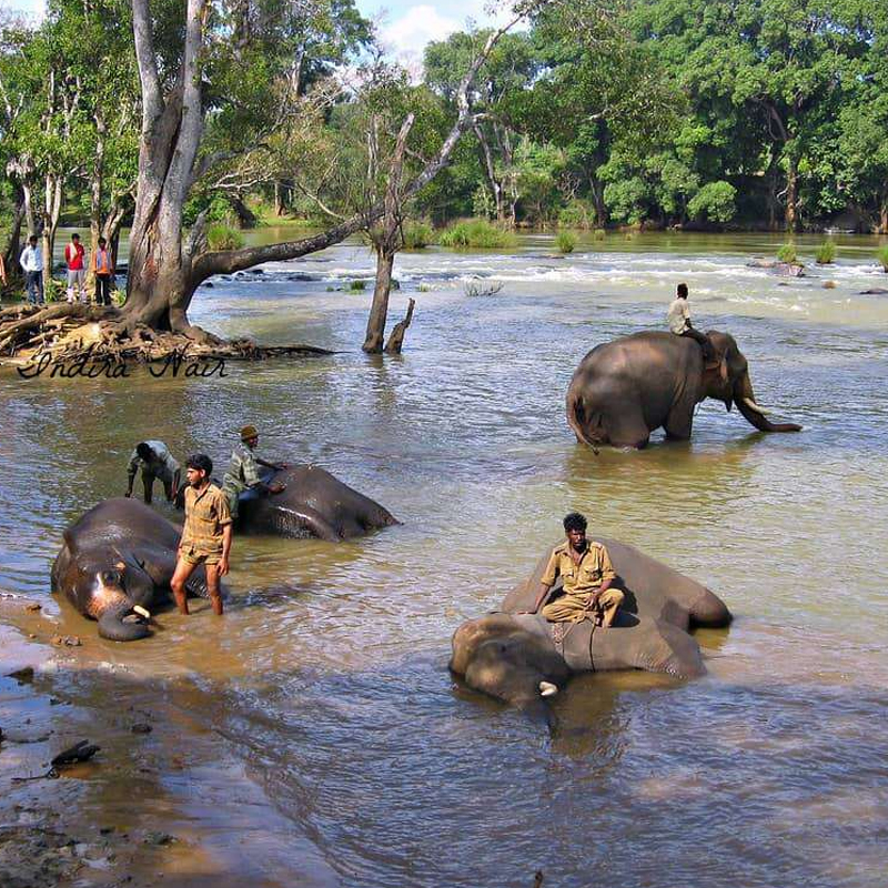 Dubare Elephant Camp