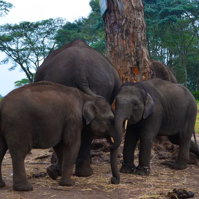 Harangi Elephant Camp